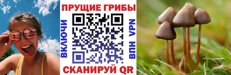 наркошоп  Давлеканово  Псилоцибиновые грибы Psilocybine cubensis 